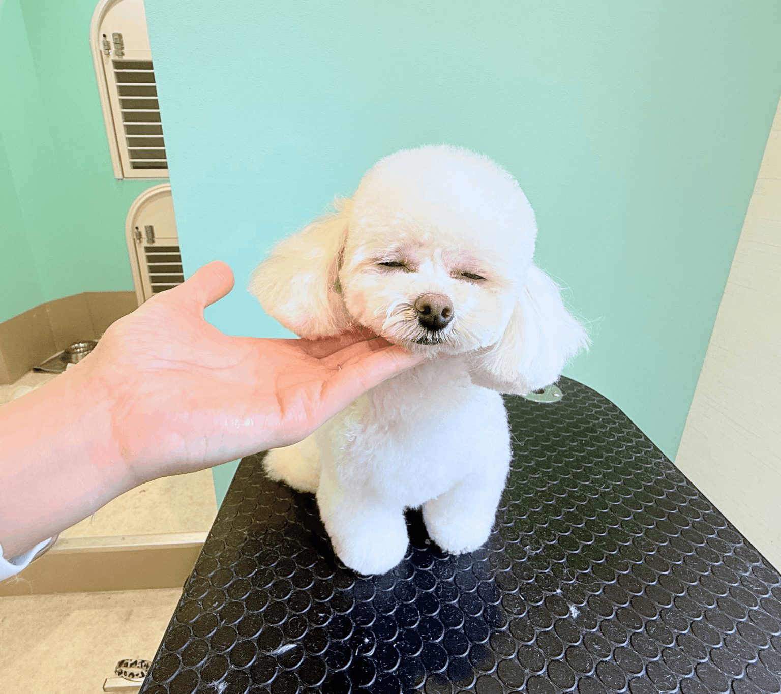 PuPuのトリミングへのこだわり