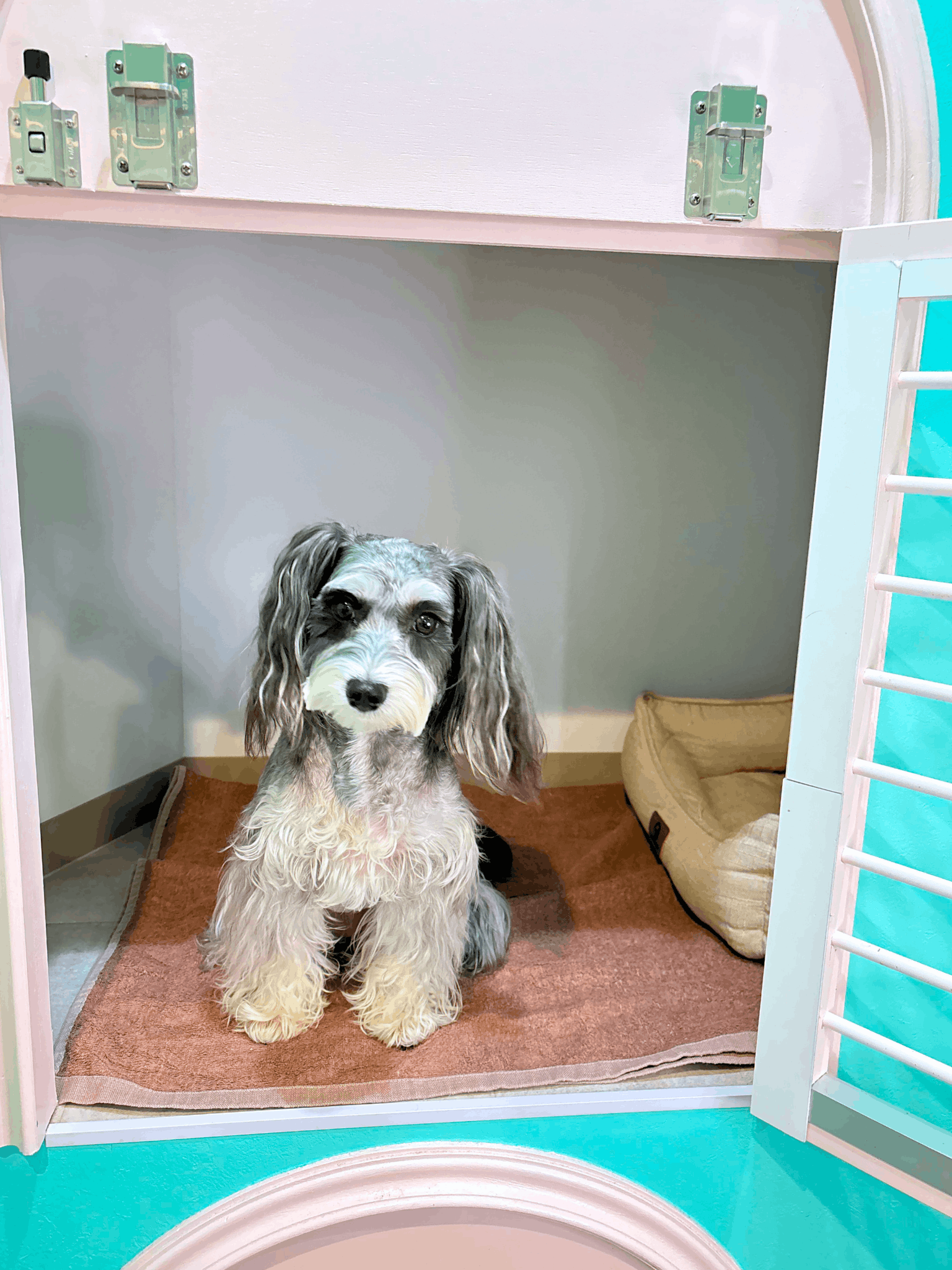 広いお部屋なので
わんちゃんが快適に過ごせます