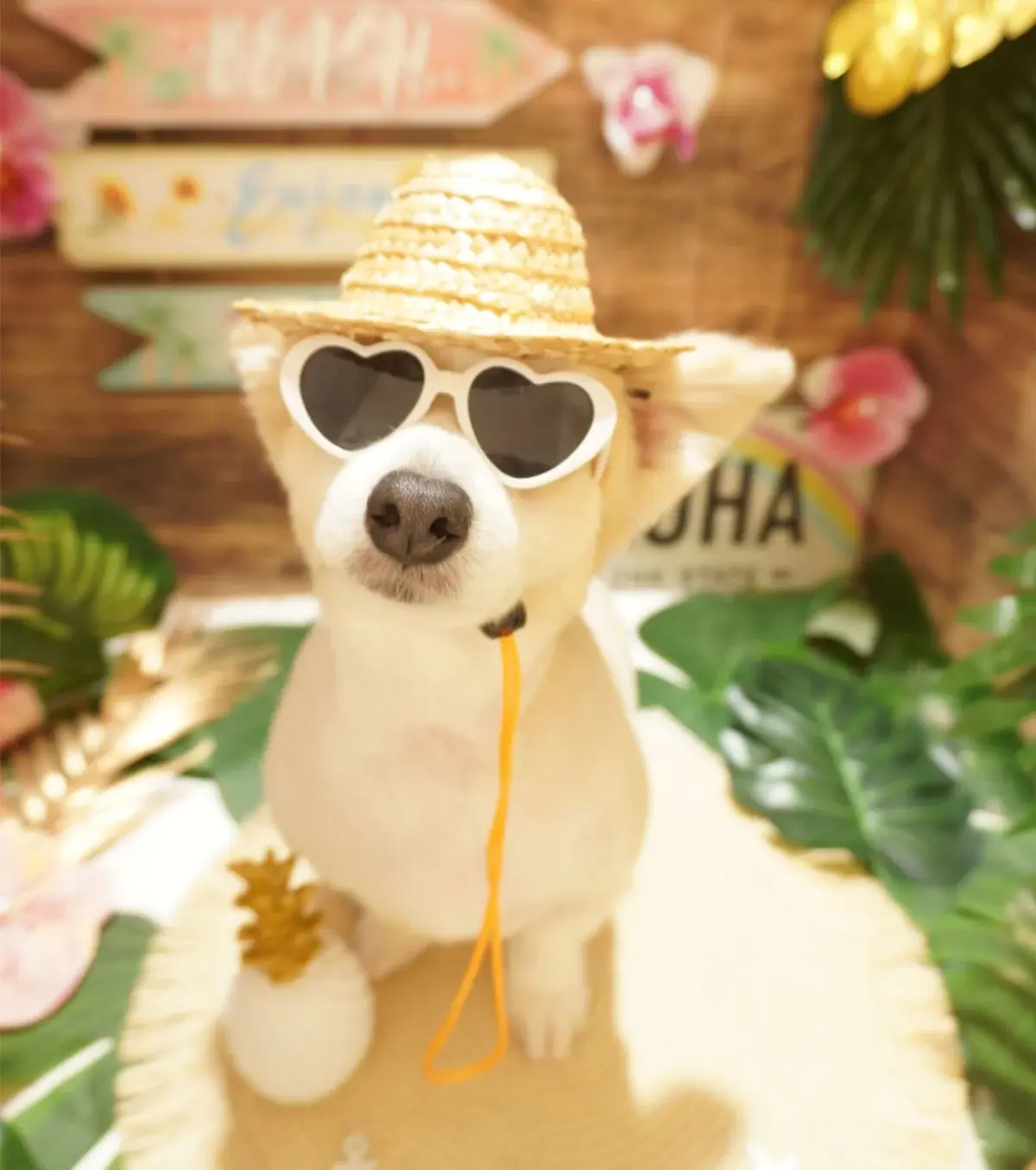 dog-sunglass