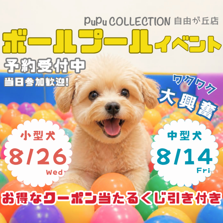 【自由が丘店】⚽ボールプール・室内ドッグランイベント🐾