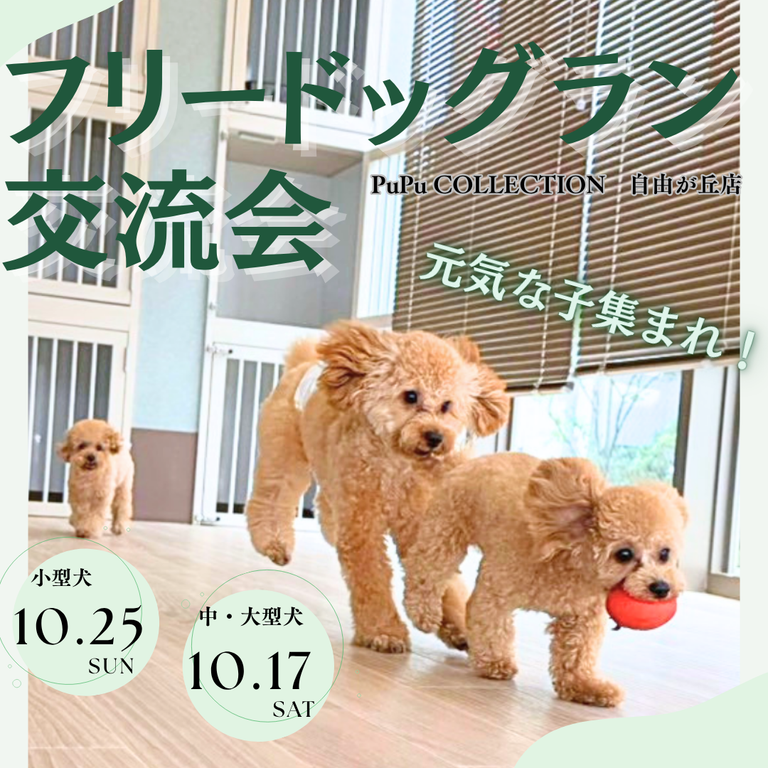 元気な子集まれ！フリードッグラン開催💪