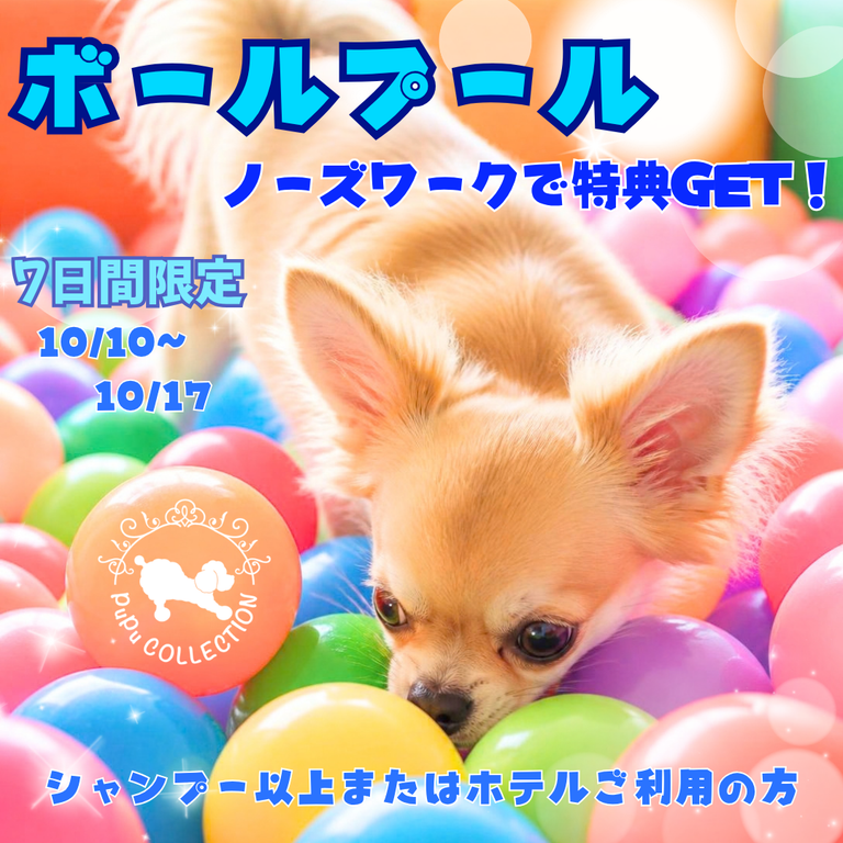【芝公園店】 7日間限定！ポールプール×ノーズワーク開催